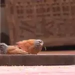 Bird Watching in Morocco