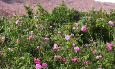 3 Days Fes to Marrakech Desert Tour via Merzouga 4