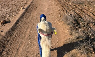 Camel Riding in Agafay Desert
