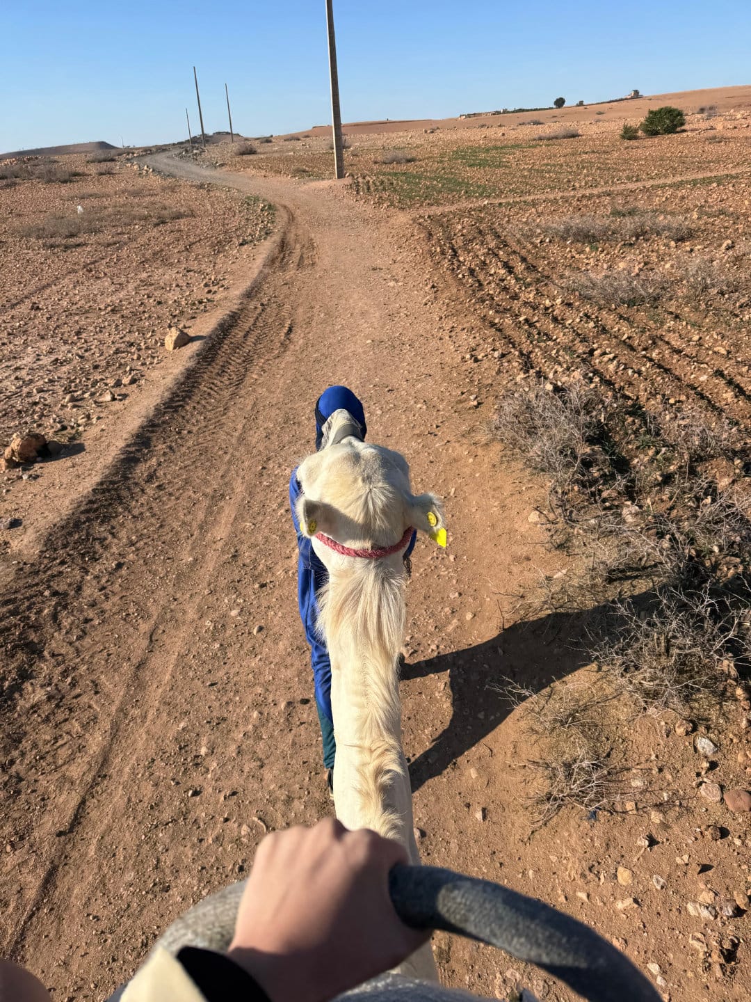 Camel Riding in Agafay Desert
