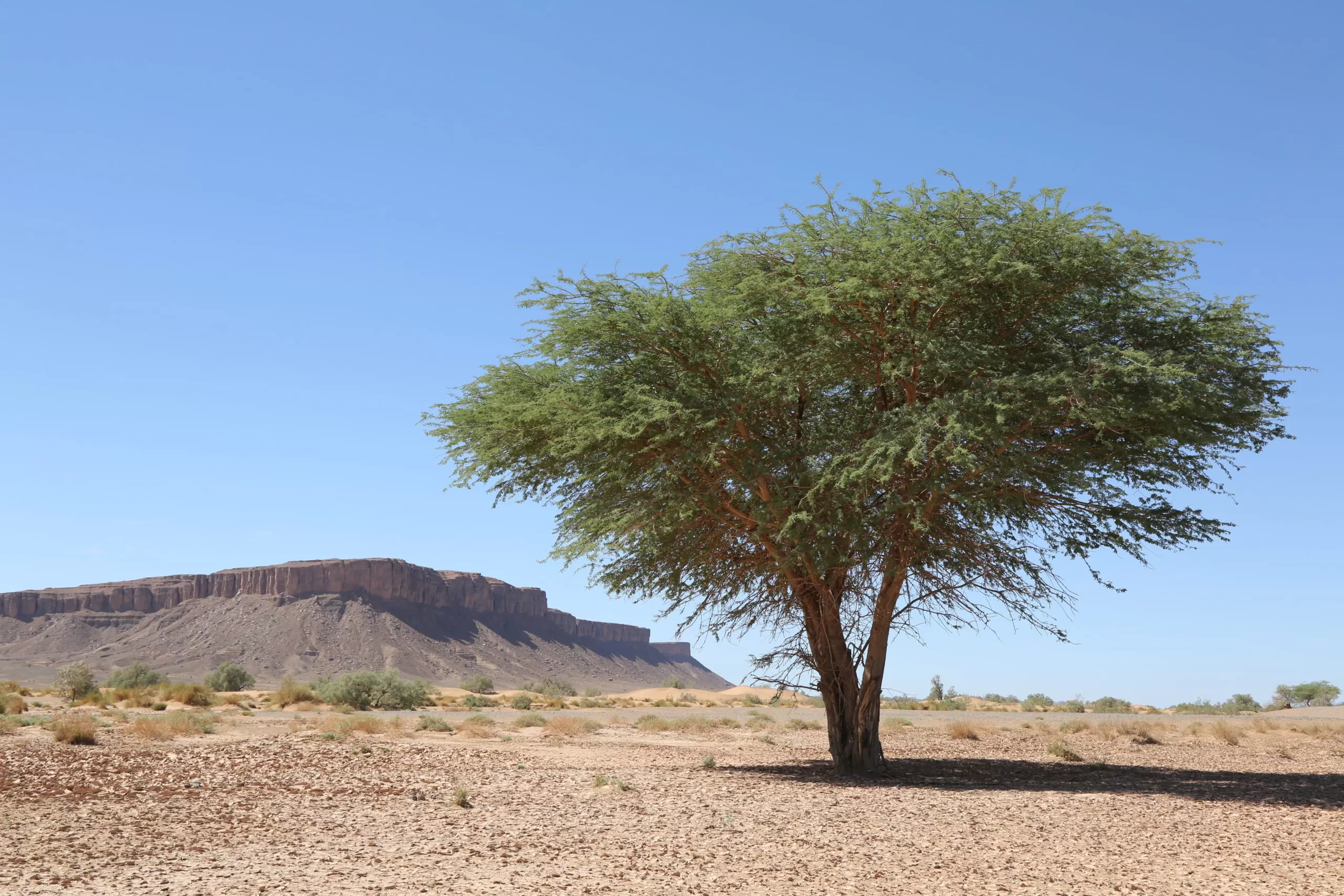Visit South Morocco from Marrakech