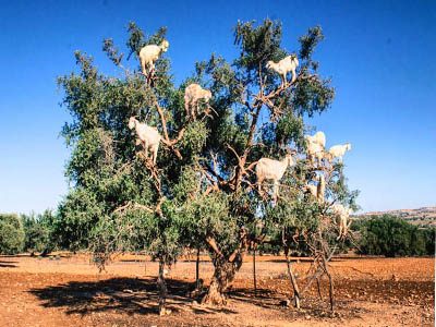 Marrakech private day trip to Essaouira