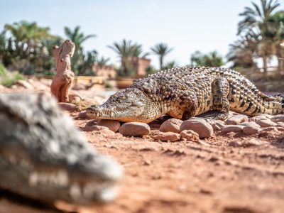 Morocco Desert Tours